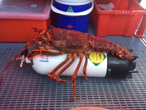 catching lobster